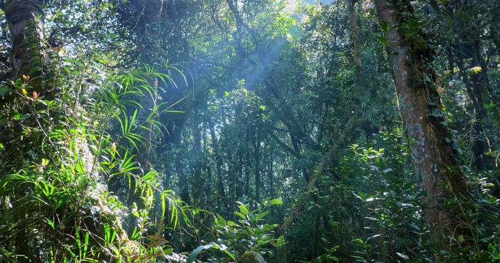 videoblocks-rays-and-beams-of-sun-light-shine-through-jungle-forest-canopy-at-sunny-day-peaceful-and-tranquil-scene-of-wild-tropical-nature-evergreen-rainforest-beautiful-landscape_somck8j-sl_th.png